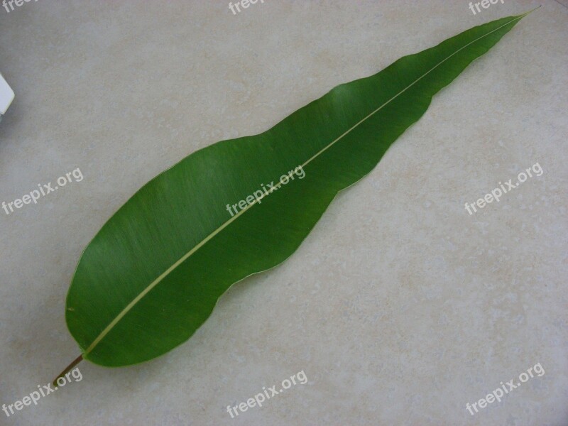 Leaf Gum Leaf Leaves Australia Foliage