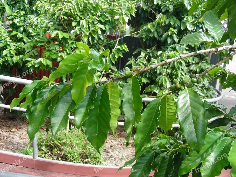 Coffee Beans Coffee Beans Coffee Plant Plant