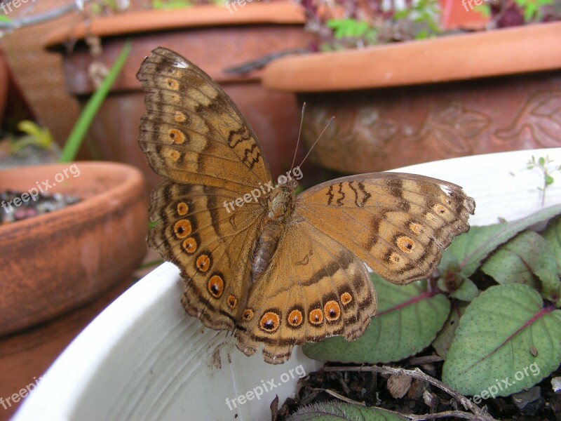 Butterfly Butterflies Australian Butterfly North Queensland Butterfly Brown Butterfly