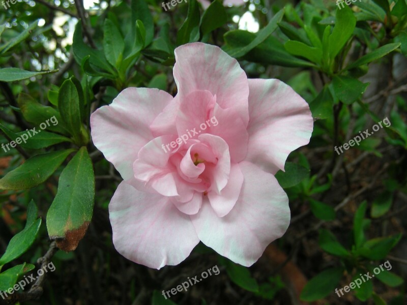 Azalea Pink Azalea Pale Pink Azalea Pink Pink Flower