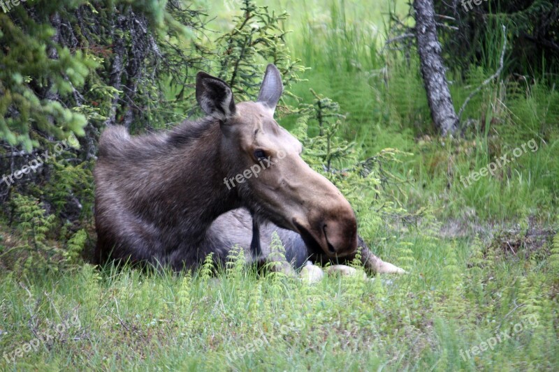 Moose Alaska Homer Free Photos