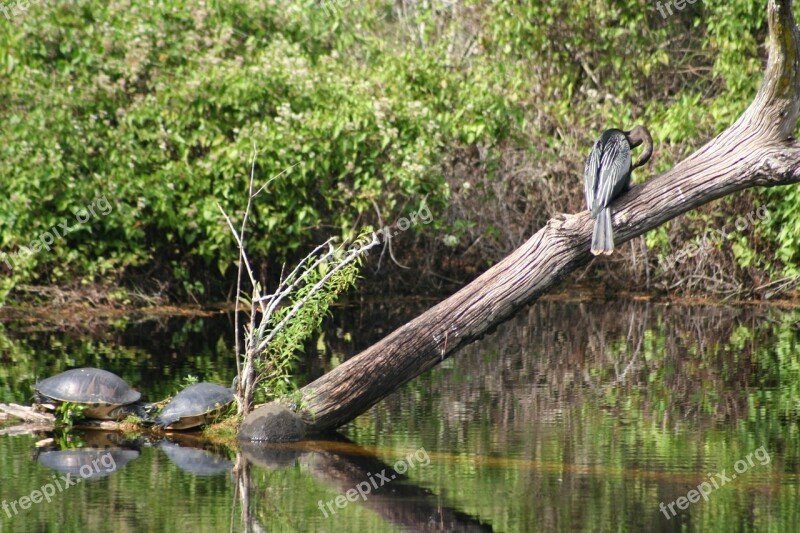 Turtle Divers Swamp Free Photos