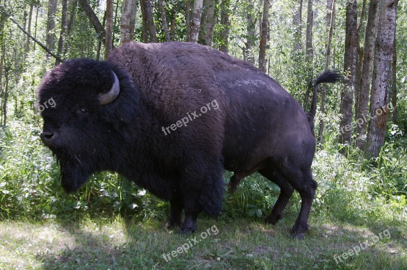 Bison Buffalo Canada Elk Island National Park Free Photos