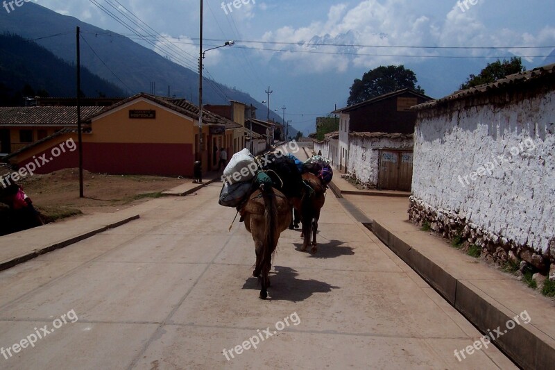 Horse Peru Load Carry Burden