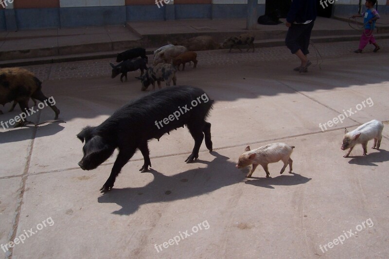 Swine Pig Peru Animal Piggy