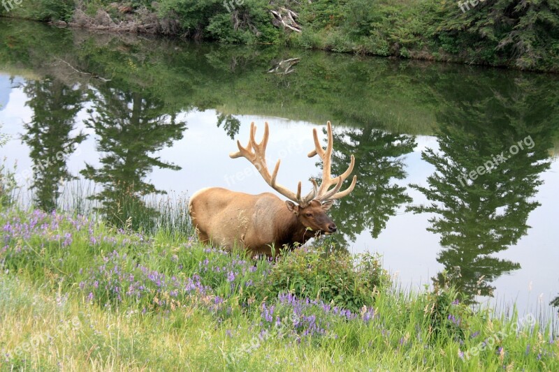 Wapiti Hirsch Wapiti Deer Jasper National Park