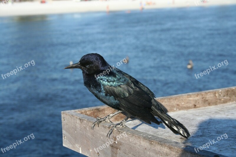 Crow Bird Beach Free Photos