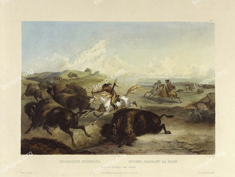 Indians Hunts Buffalo Bison Bueffeljagt