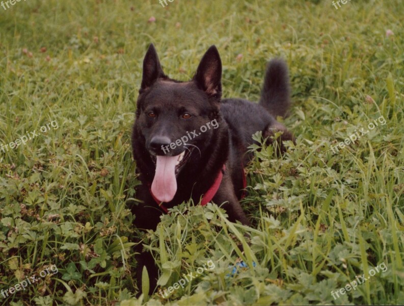 Dog Black Schäfer Dog Pet Beautiful