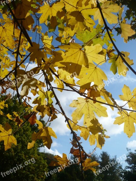 Maple Tree Leaves Autumn Nature