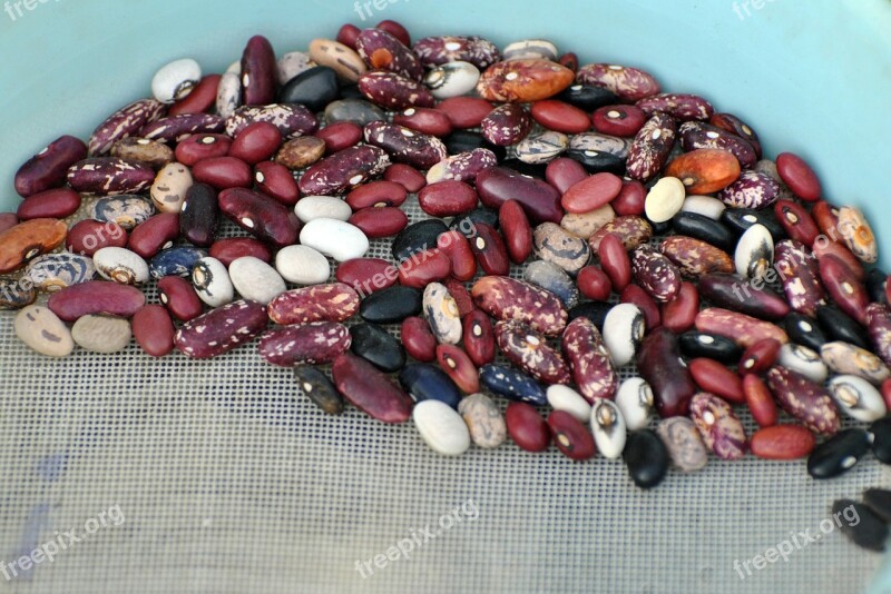 Grains Beans Grain Brown Different Color