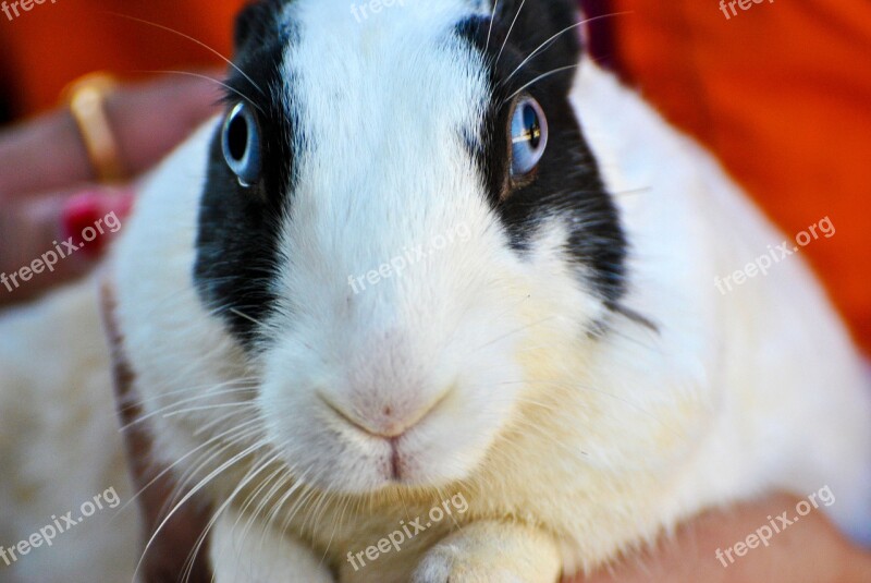 Rabbit White Black Hare Bunny