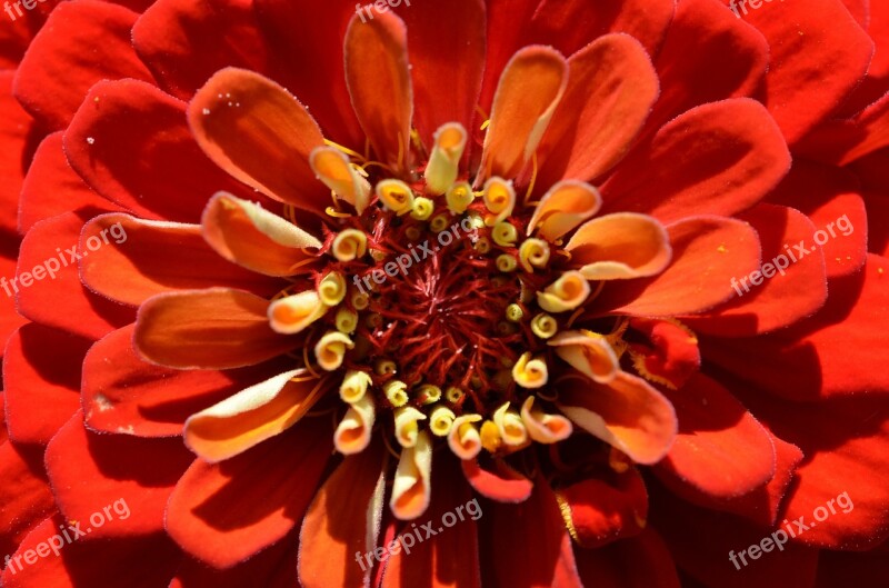 Blossom Bloom Flower Red Plant