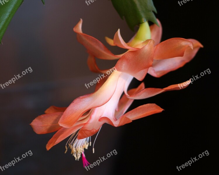 Christmas Cactus Cacti Succulent Flora Flower