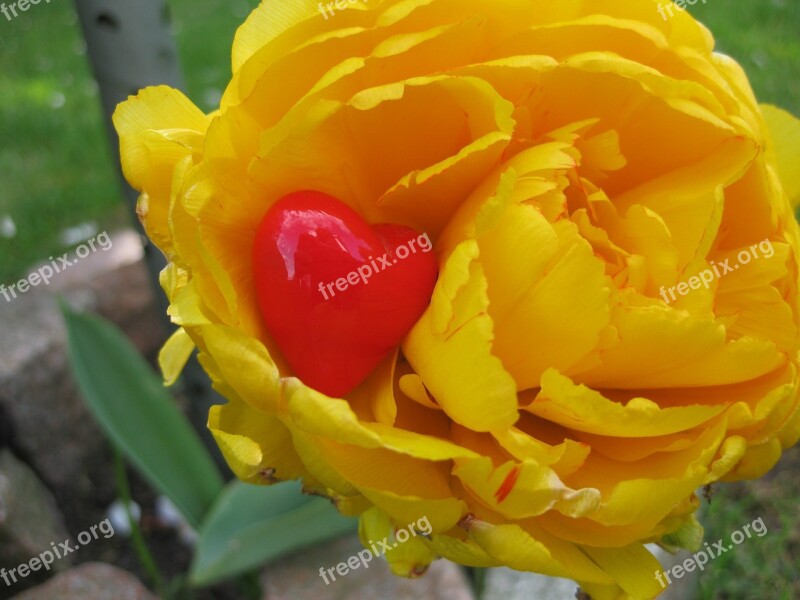 Heart Tulip Decoration Flower Plant