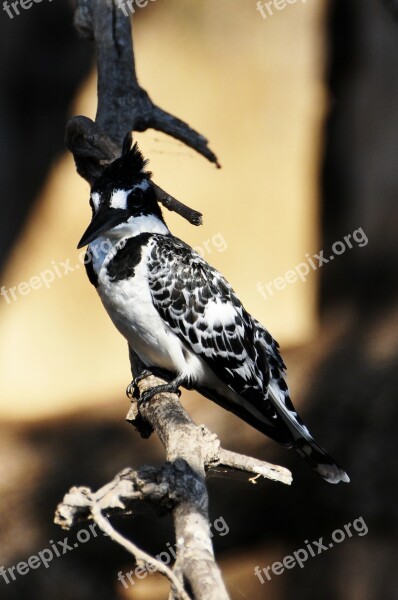 Kingfisher Bird Nature Bill White