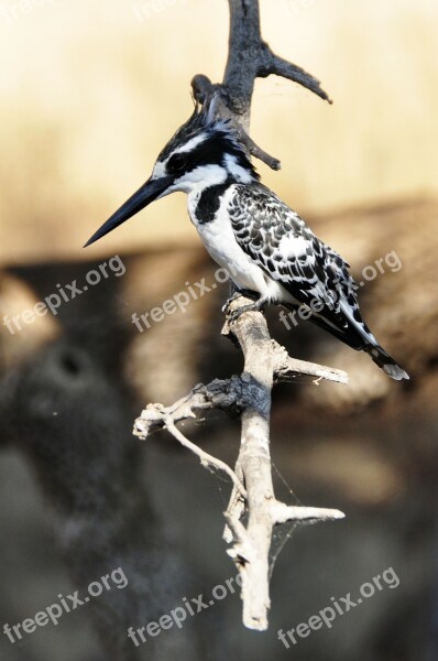 Kingfisher Bird Water Bird Animal World Water