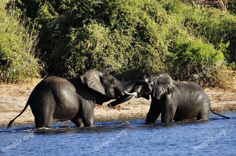 Elephant Water Elephant Fight Rivals River