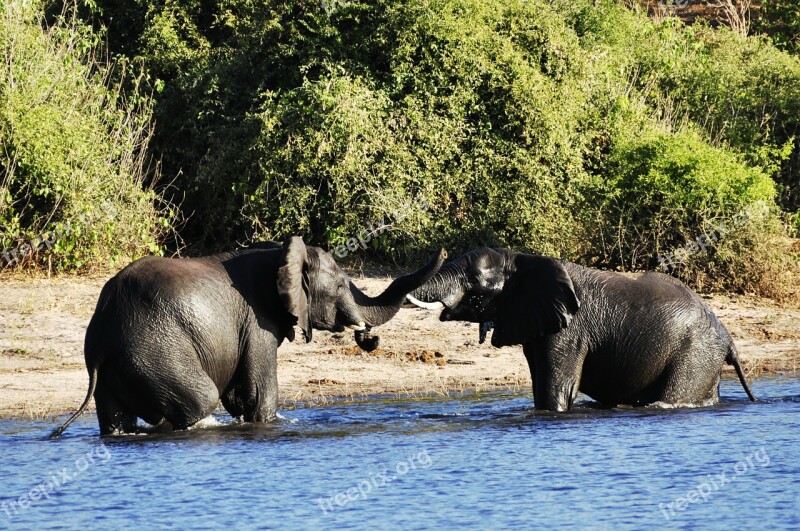 Elephant Water Elephant Fight Rivals River