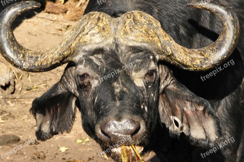 Buffalo Water Buffalo Animal Animals Wilderness