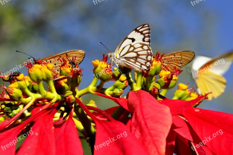 Butterflies Insect Butterfly Poinsettia Zimbabwe