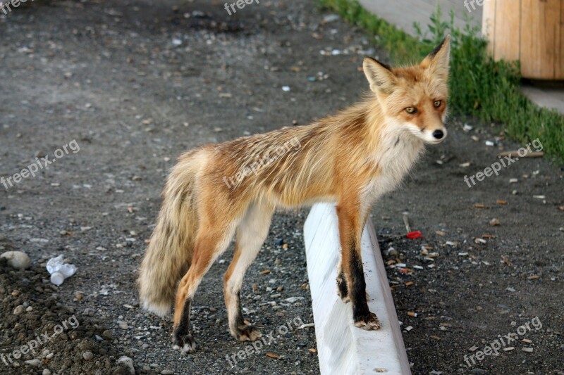 Fuchs Pelly Crossing Yukon Canada Animals