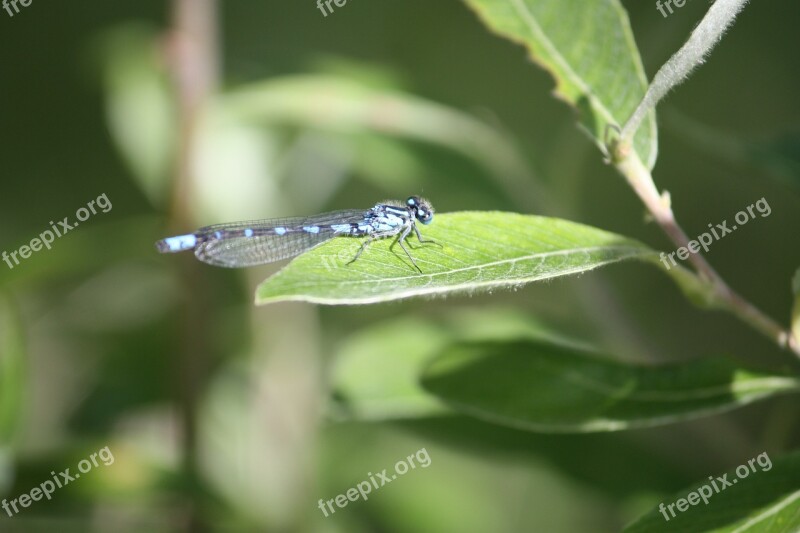 Dragonfly Nature Alaska Animals Free Photos