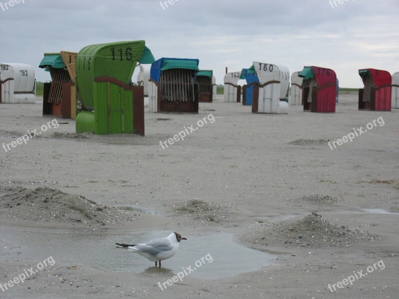 Clubs Beach Sand Bad Weather Seagull