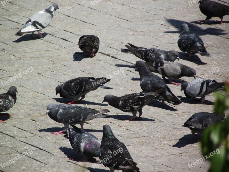 Travel Birds Pigeon Free Photos