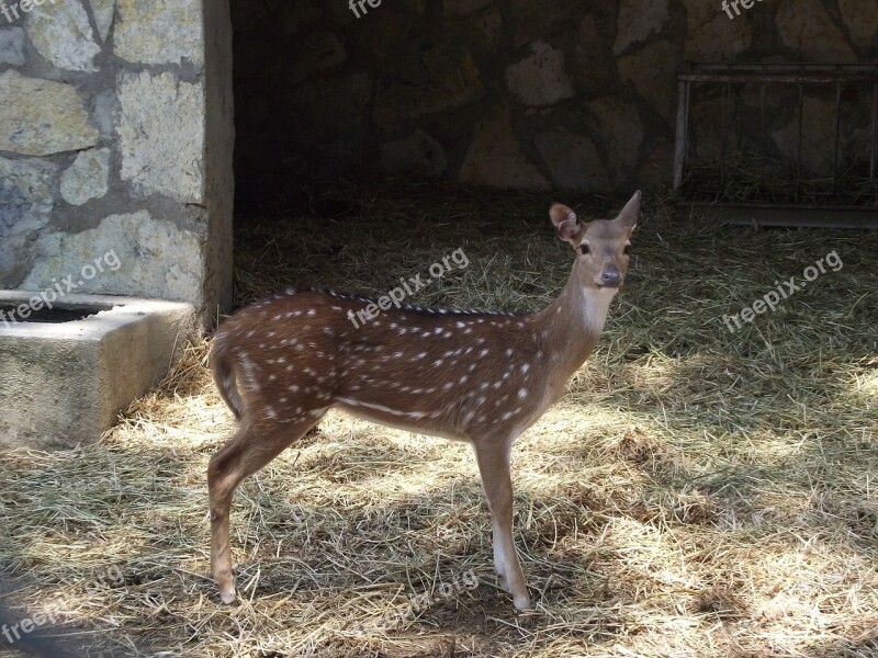 Travel Zoo Deer Free Photos