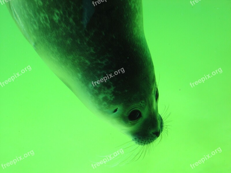 Seal Head Snout Robbe Aquarium