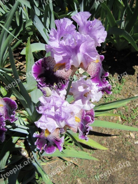 Iris Flower Flowers Garden Nature