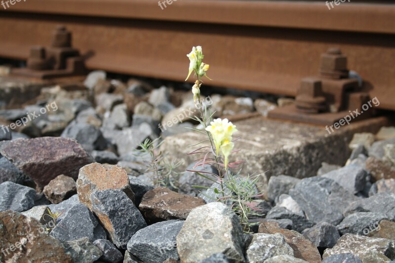 Railroad Track Railway Embankment Flower Plant Yellow