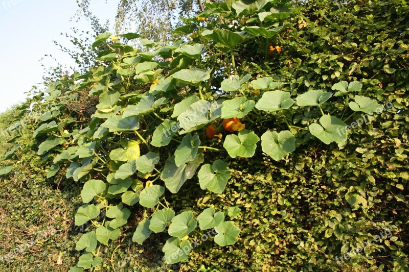 Pumpkin Bush Plant Leaves Green