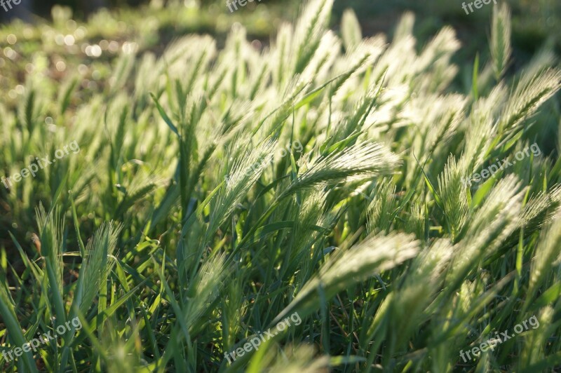 Light Wheat Grain Cereals Food