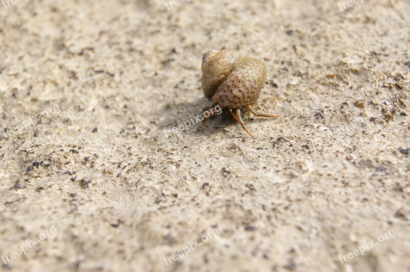 Hermit Crab Shell Snail Sea Nature