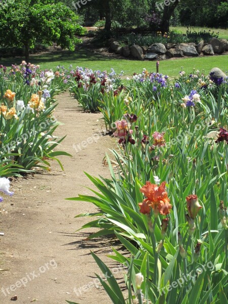 Iris Garden Path Nature Flower