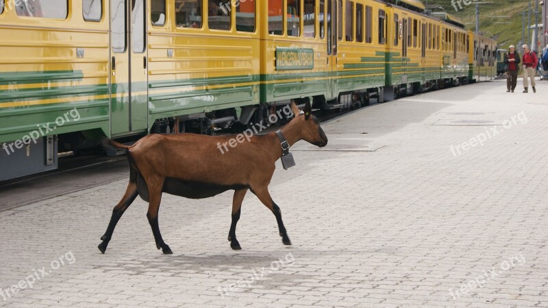 Goat Rack Railway Jungfrau Railway Platform Train