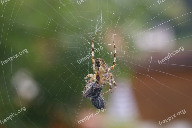 Araneus Fly Spider Network Eat Prey