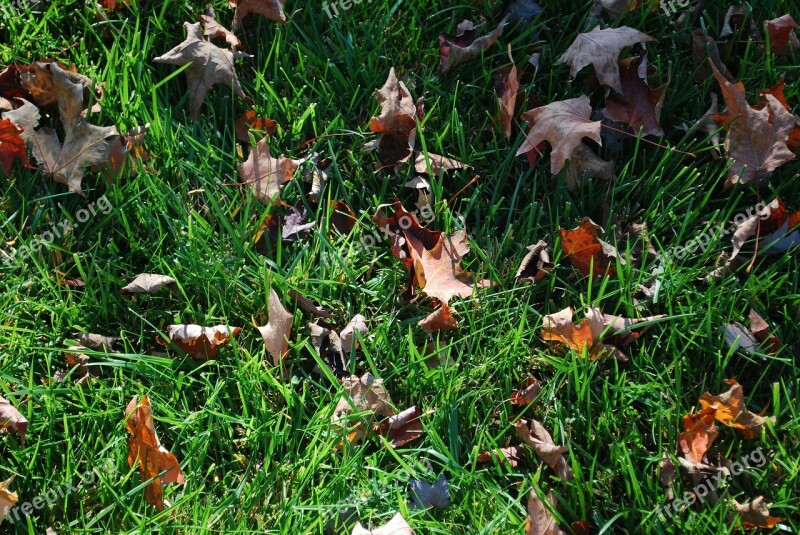 Lawn Green Turf Grass Fall