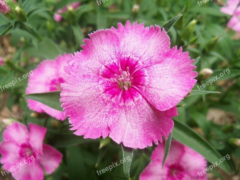 Flower Flowers Plant Plants Wildflower