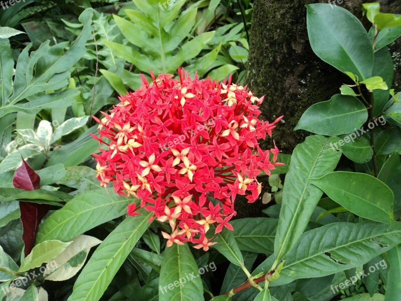 Red Santan Red Flower Small Flower Tiny Flower Leaves