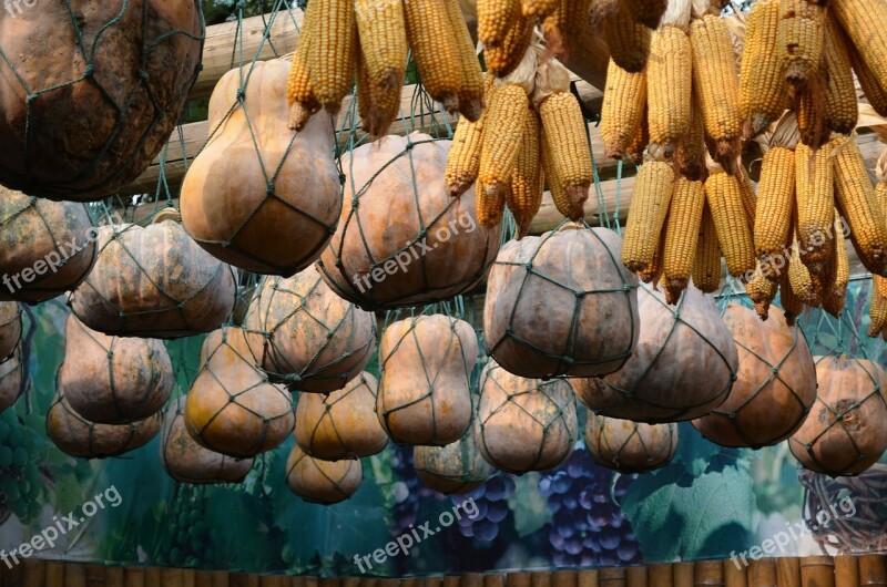 Food Corn Squash Harvest Bounty