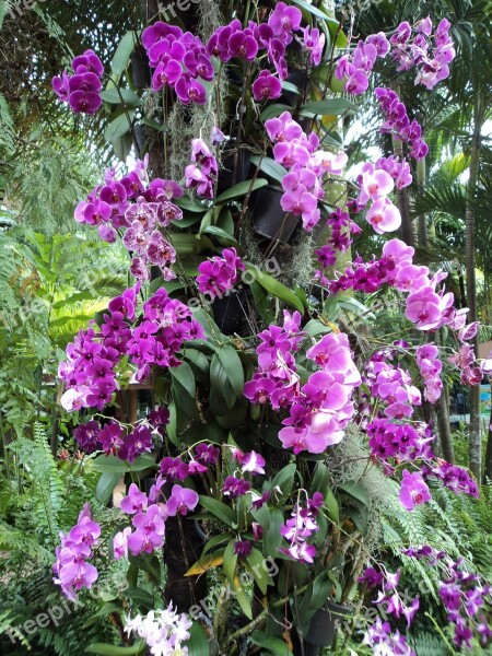 Orchids Violet Flower Plants Leaves