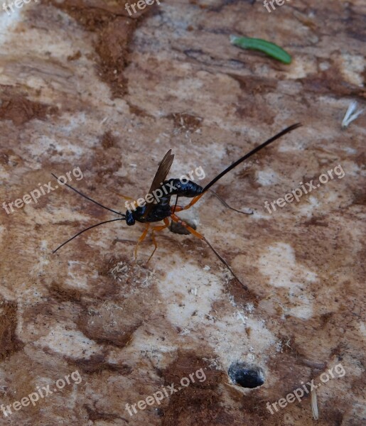 Hymenoptera Wasp Tree Bark Forest