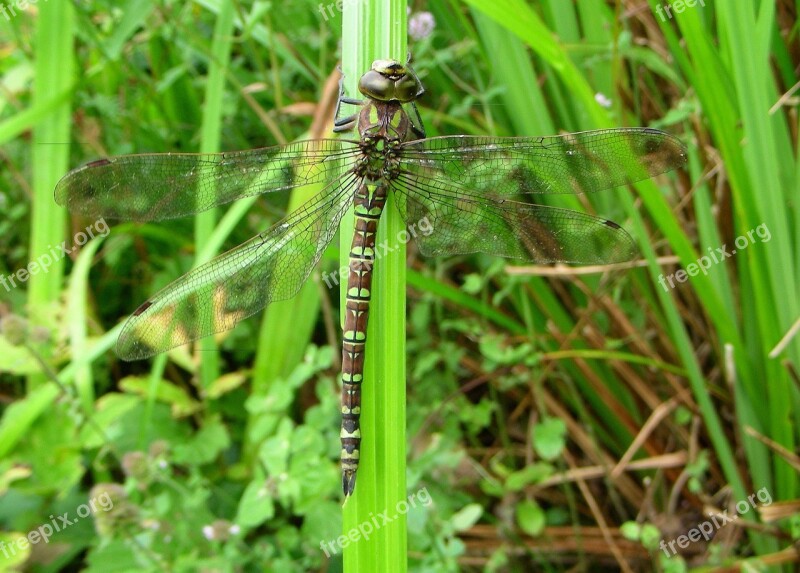 Dragonfly Aeshna Cyanea Pond Wetlands Wings