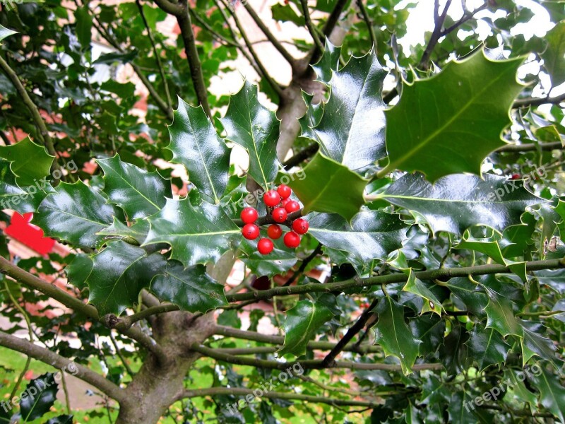 Ilex Holm Holm Oak Quercus Ilex Plant