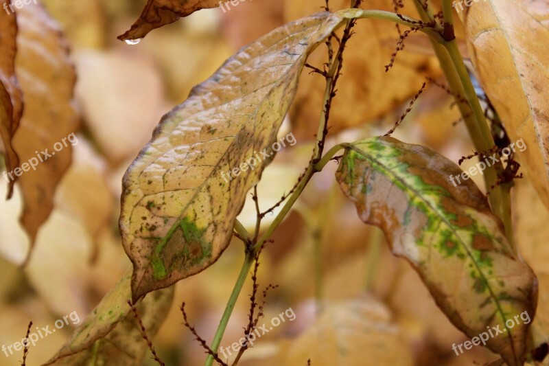 Fall Autumn Leaf Brown Green