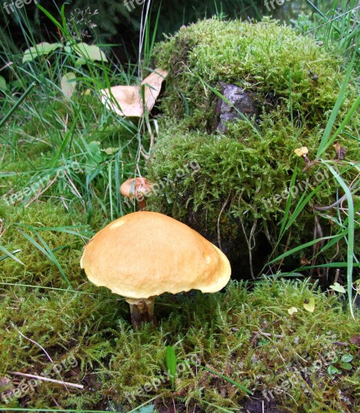 Mushroom Fall Pine Forest Europe Snails