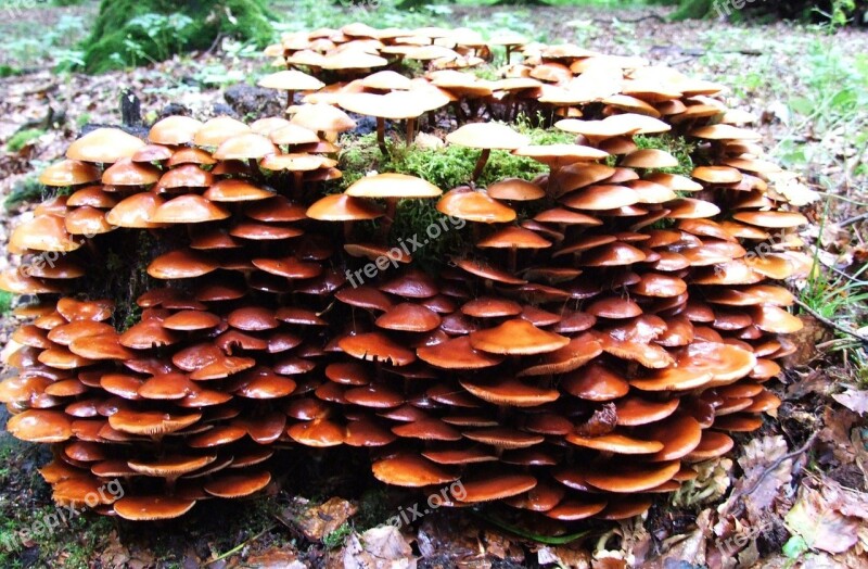 Mushroom Forest Leaves Dead Wood Autumn